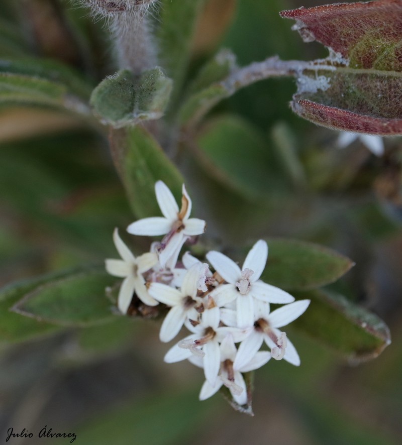 Lagascea angustifolia photo 2