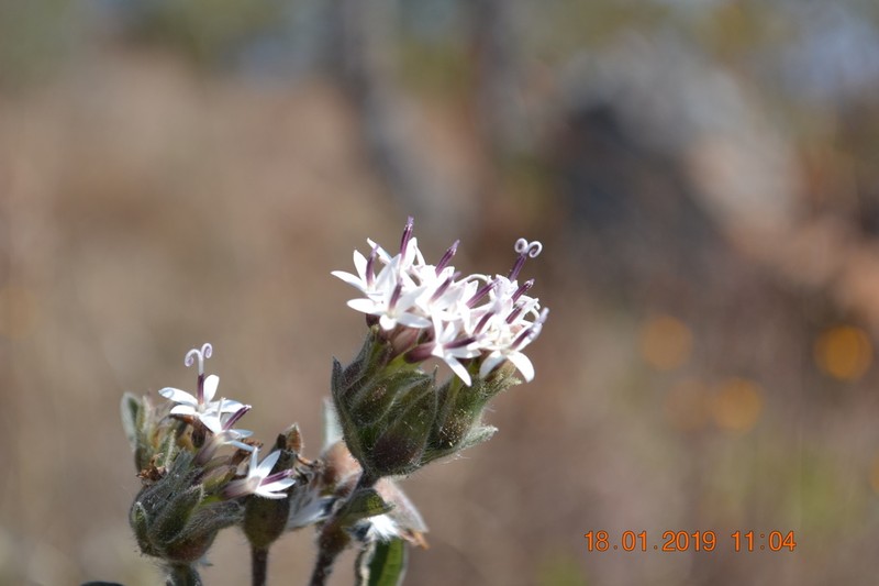 Lagascea angustifolia photo 4