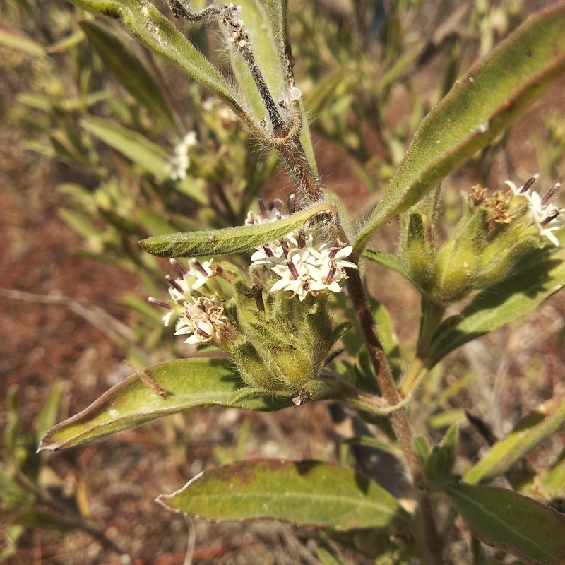 Lagascea angustifolia photo 6