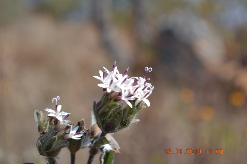 Lagascea angustifolia photo 7
