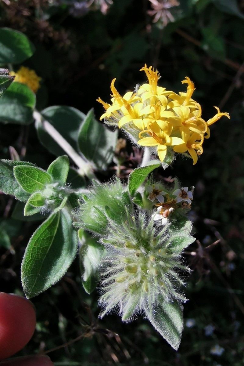 Lagascea aurea