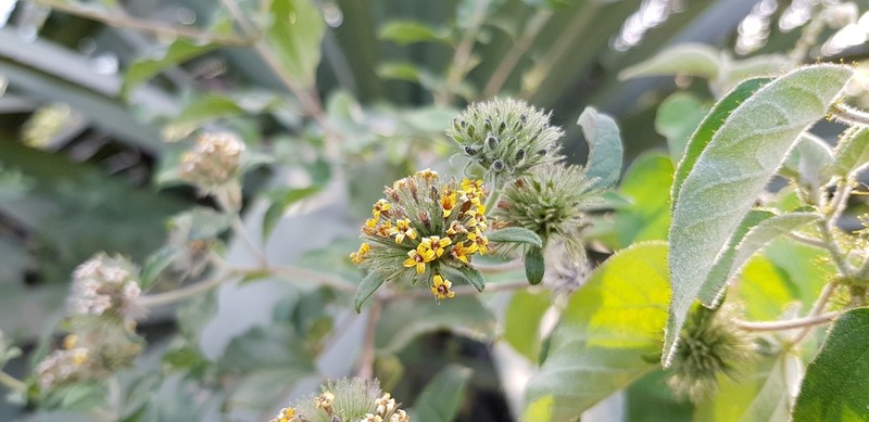 Lagascea aurea photo 2