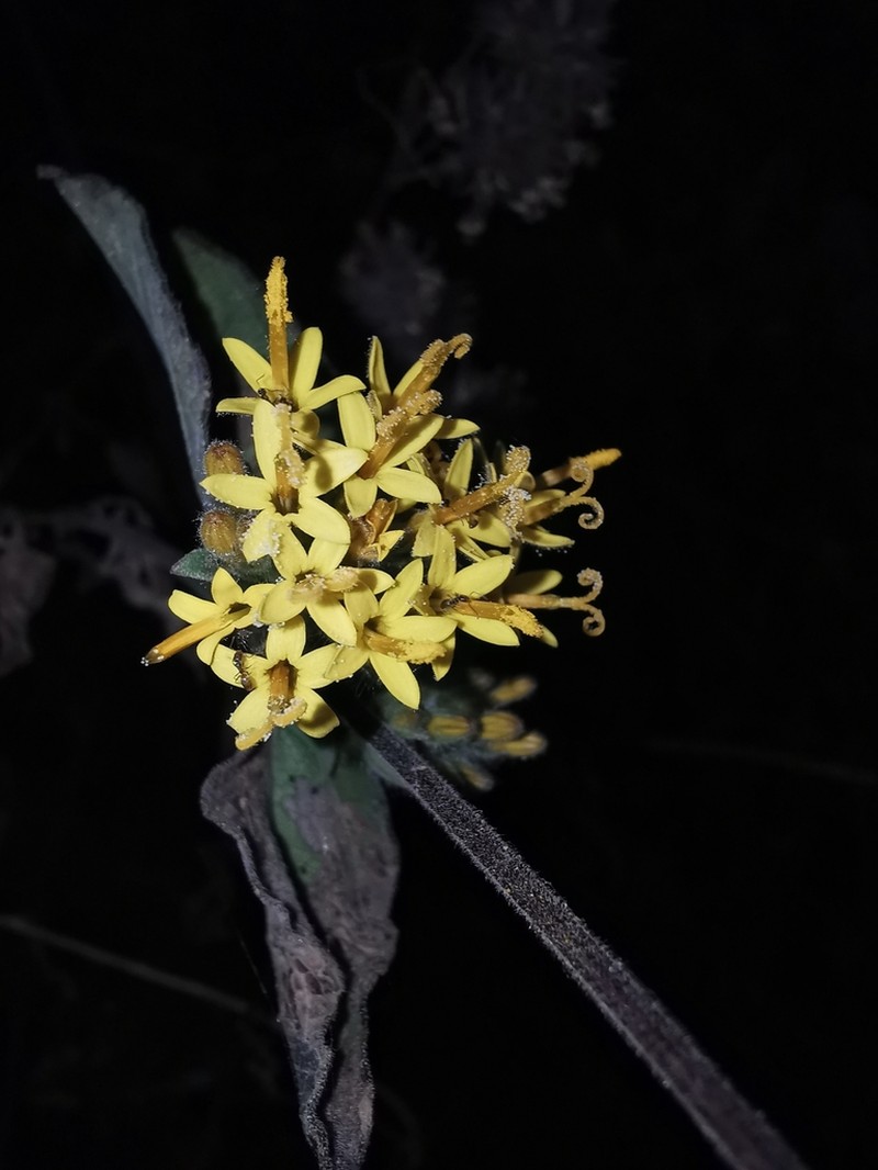 Lagascea aurea photo 3