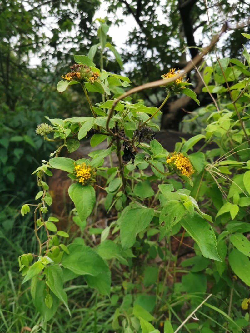 Lagascea aurea photo 4
