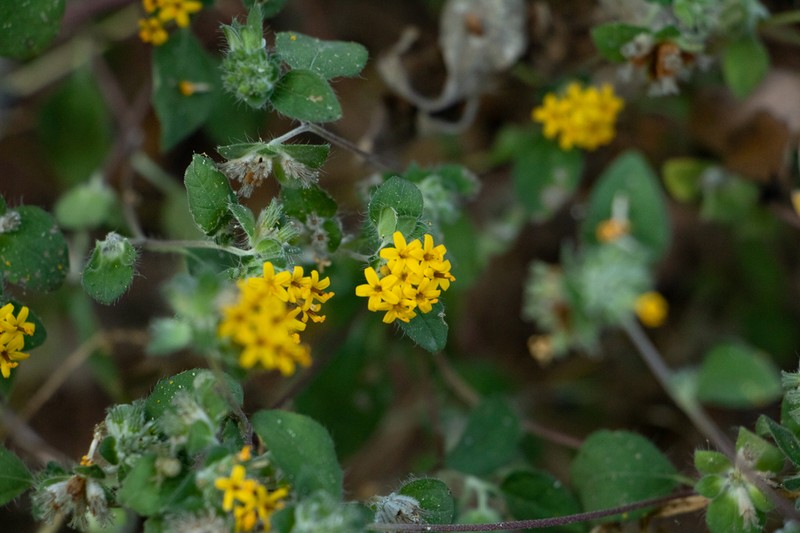 Lagascea aurea photo 5