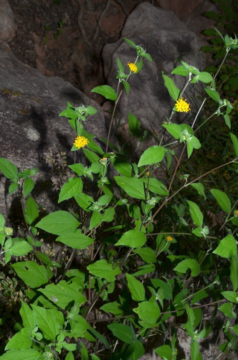 Lagascea aurea photo 6