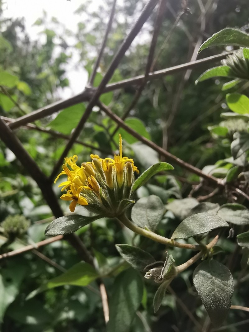 Lagascea aurea photo 7