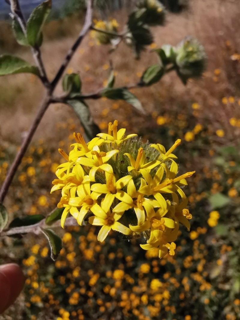 Lagascea aurea photo 8