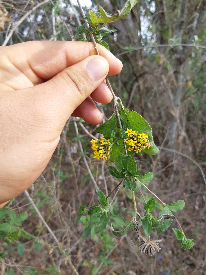 Lagascea decipiens var. glandulosa