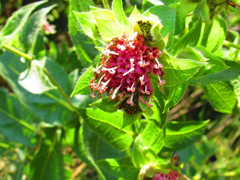 Lagascea helianthifolia