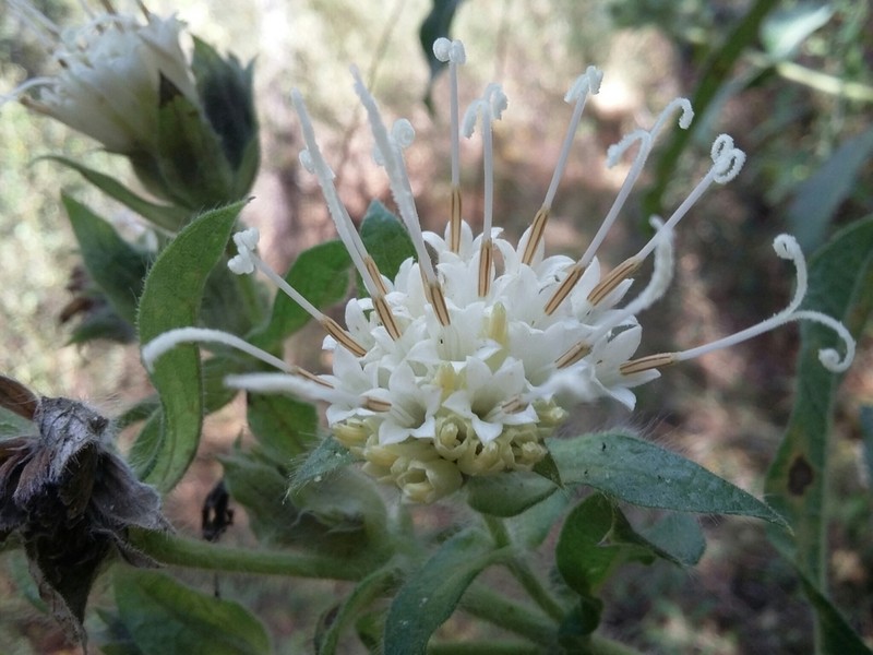 Lagascea helianthifolia photo 2