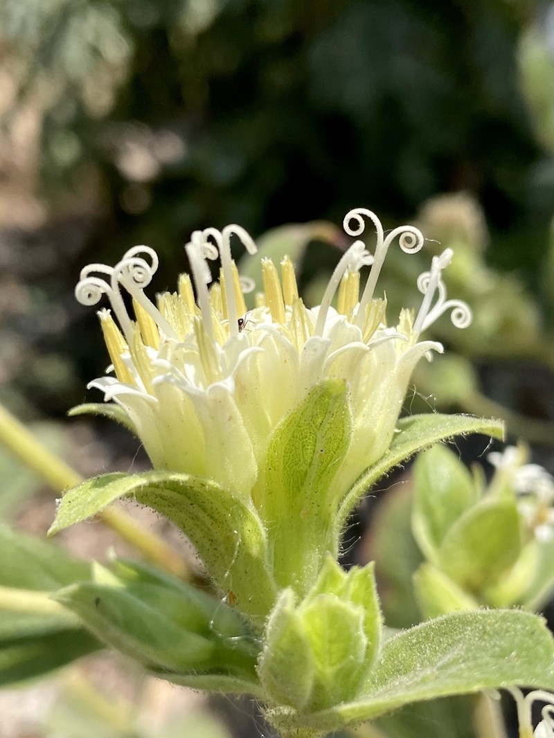 Lagascea helianthifolia photo 3