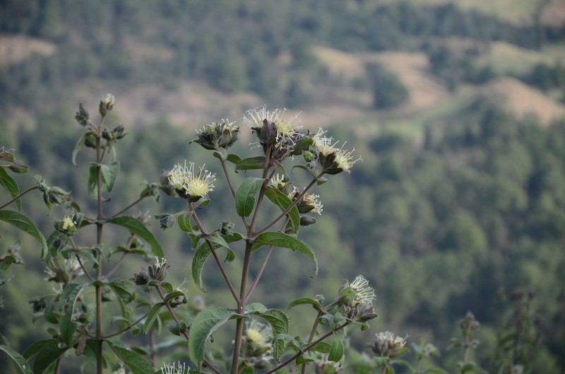 Lagascea helianthifolia photo 4