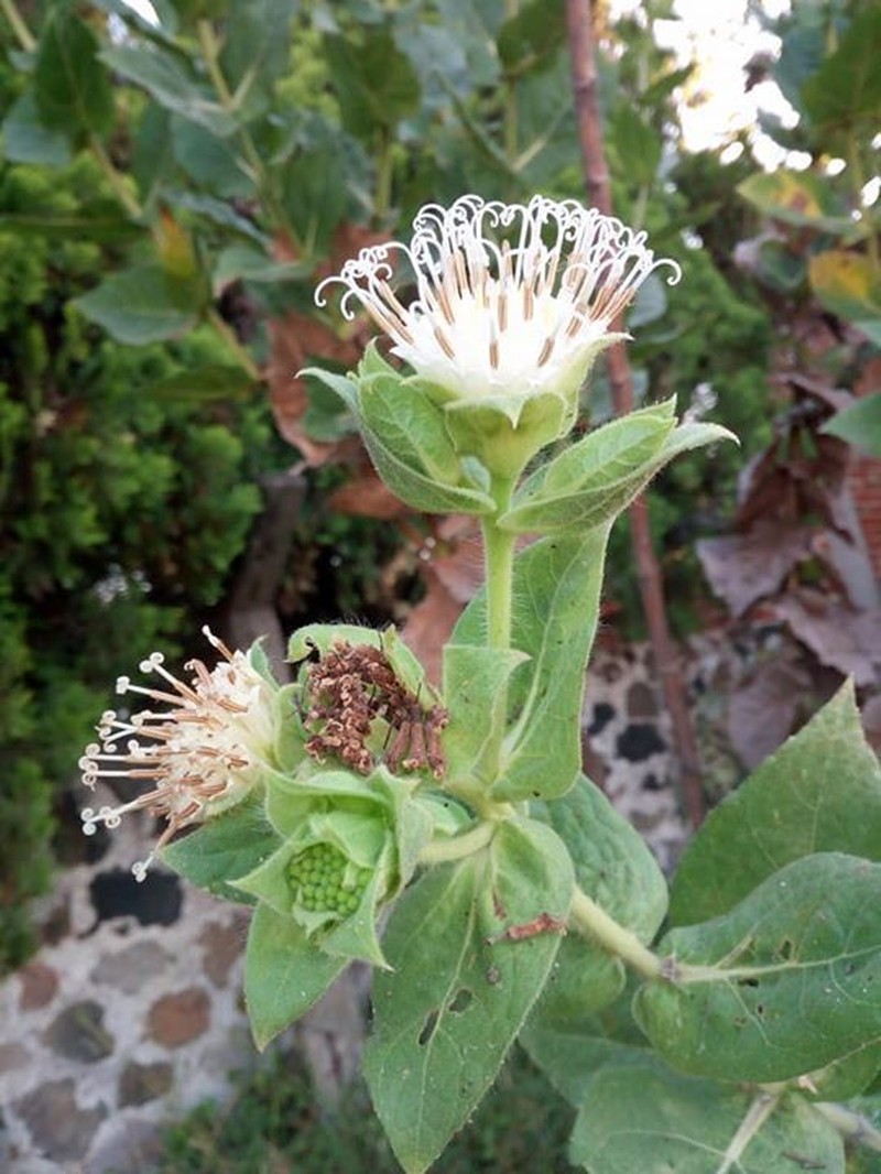 Lagascea helianthifolia photo 5
