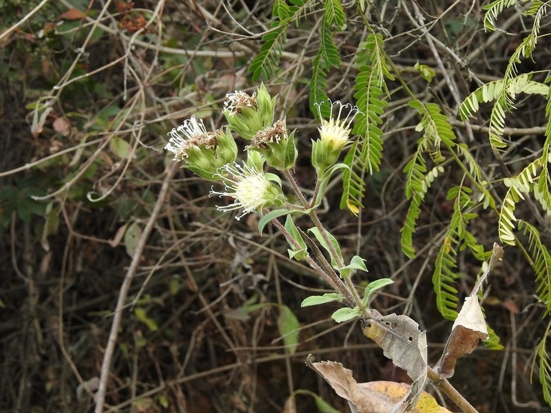 Lagascea helianthifolia photo 6