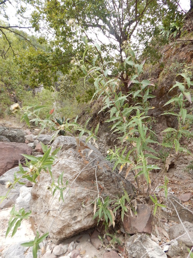 Lagascea helianthifolia photo 7
