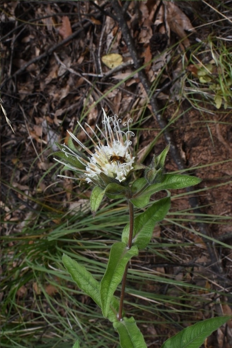 Lagascea helianthifolia photo 8