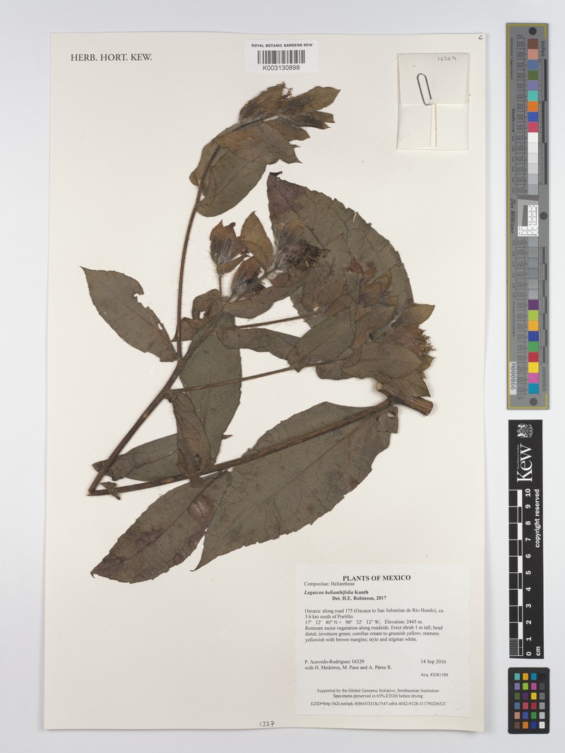 Lagascea helianthifolia var. helianthifolia