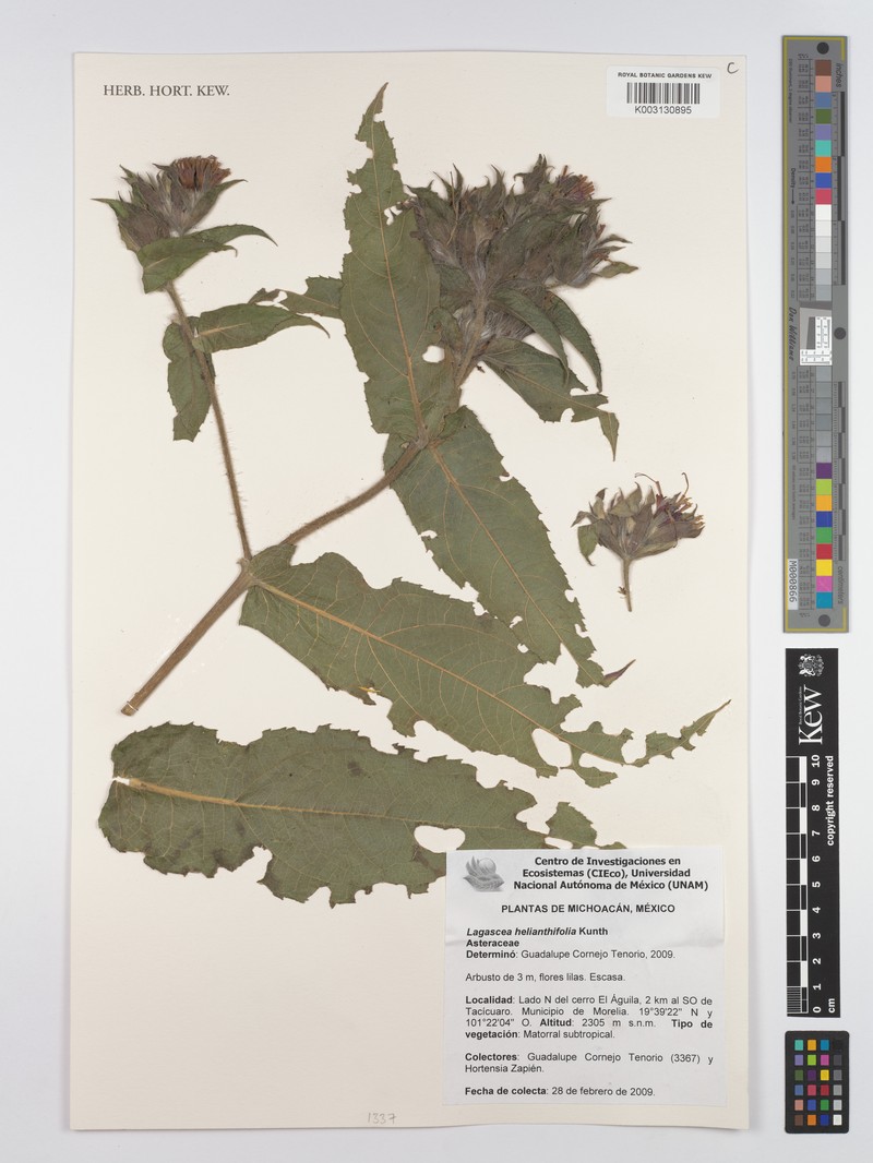 Lagascea helianthifolia var. helianthifolia photo 2