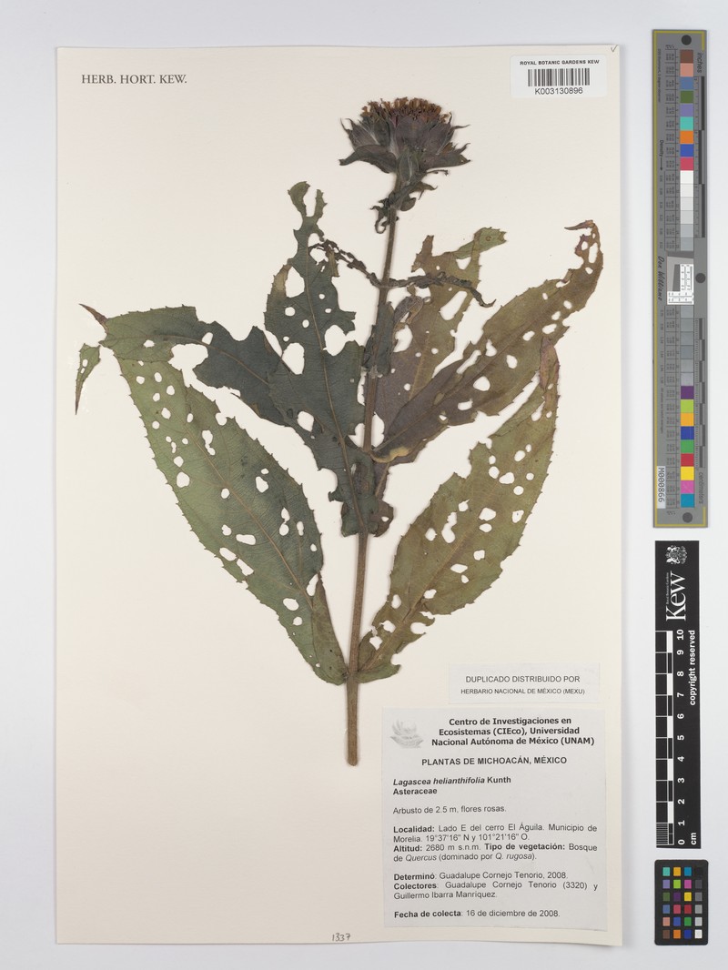 Lagascea helianthifolia var. helianthifolia photo 3