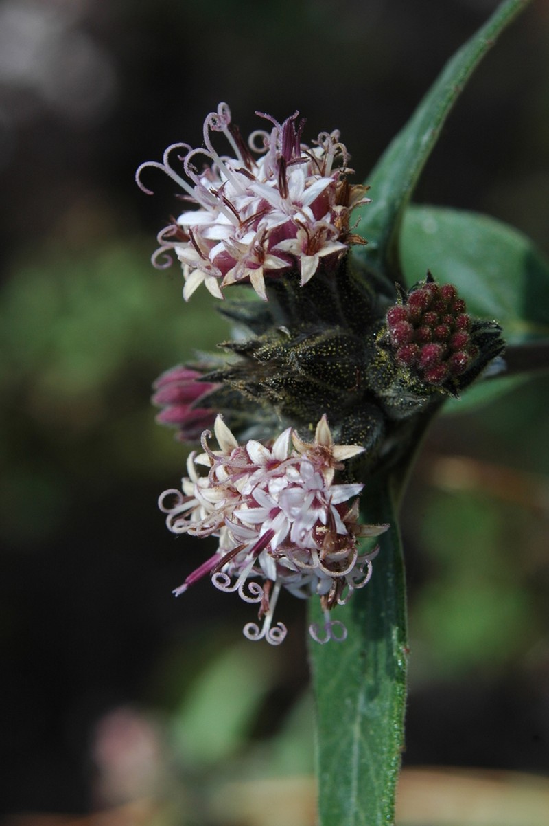 Lagascea heteropappus