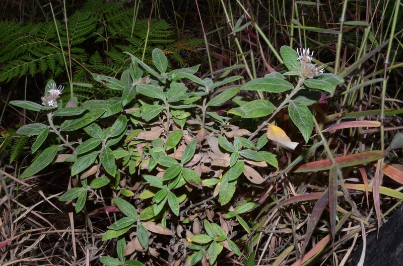 Lagascea heteropappus photo 2