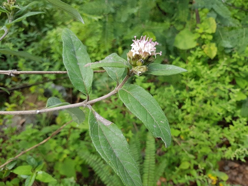 Lagascea heteropappus photo 3