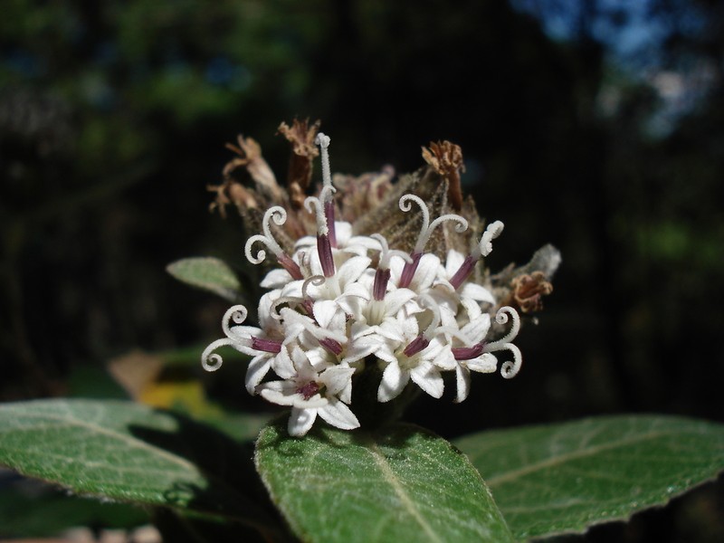 Lagascea heteropappus photo 4