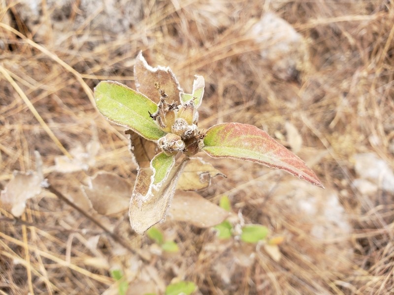 Lagascea heteropappus photo 5