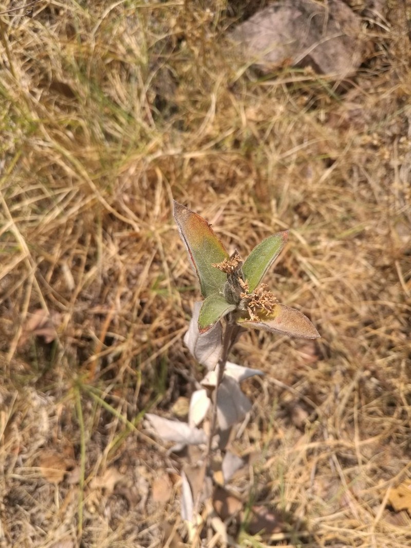 Lagascea heteropappus photo 6