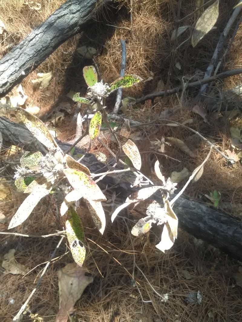 Lagascea heteropappus photo 8