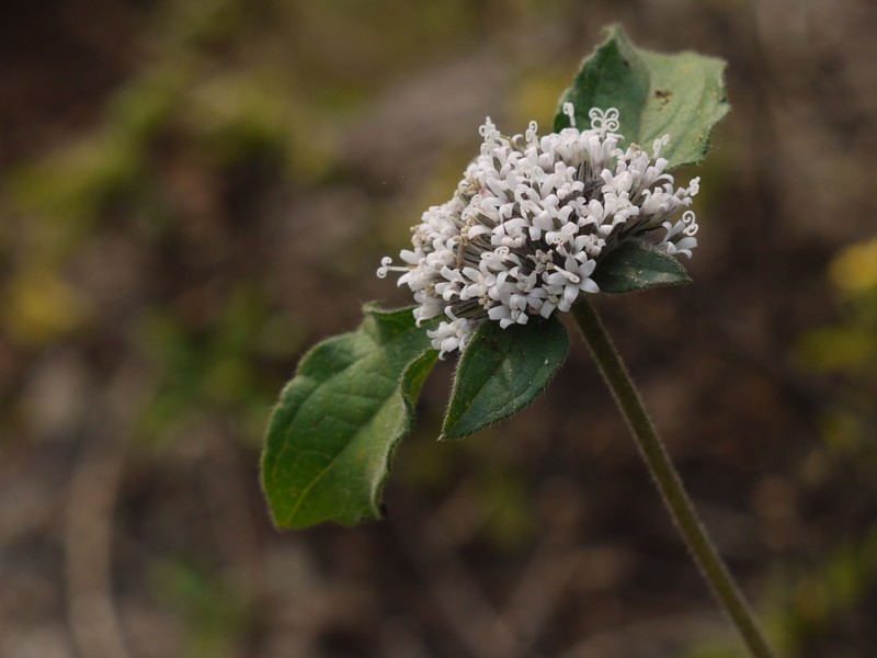 Silkleaf photo 2