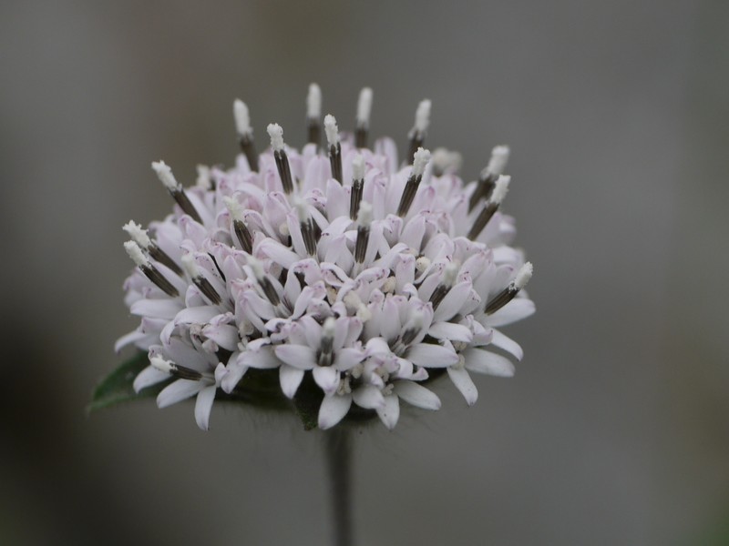 Silkleaf photo 3