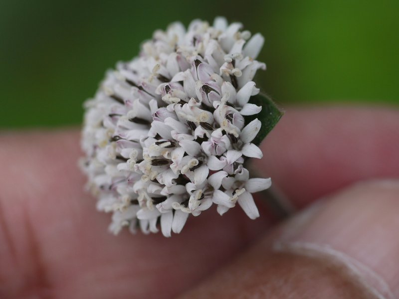 Silkleaf photo 4