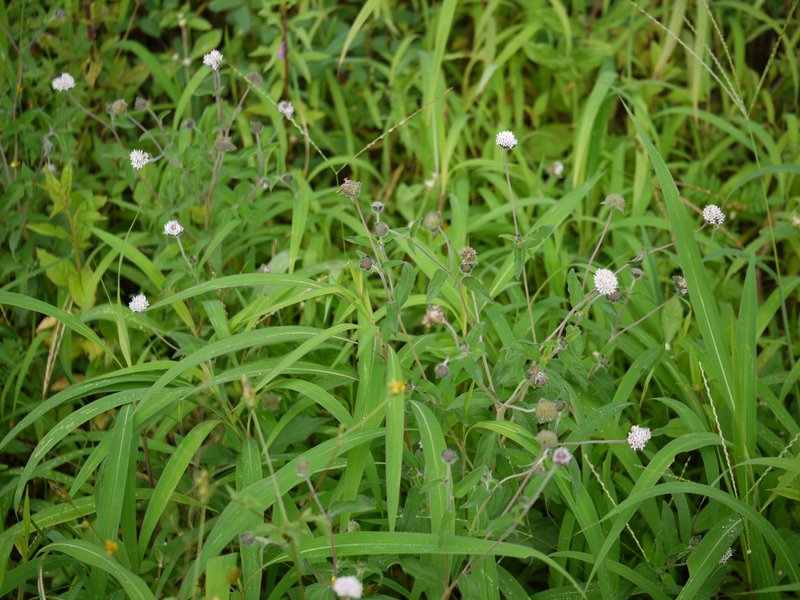 Silkleaf photo 5