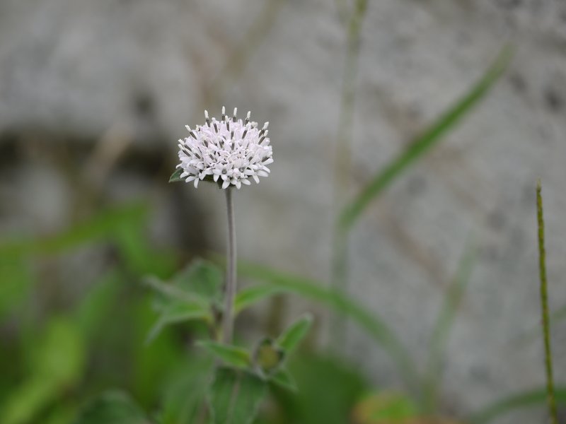 Silkleaf photo 6