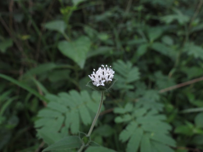Silkleaf photo 7