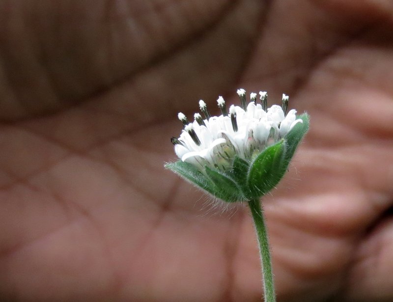 Silkleaf photo 8