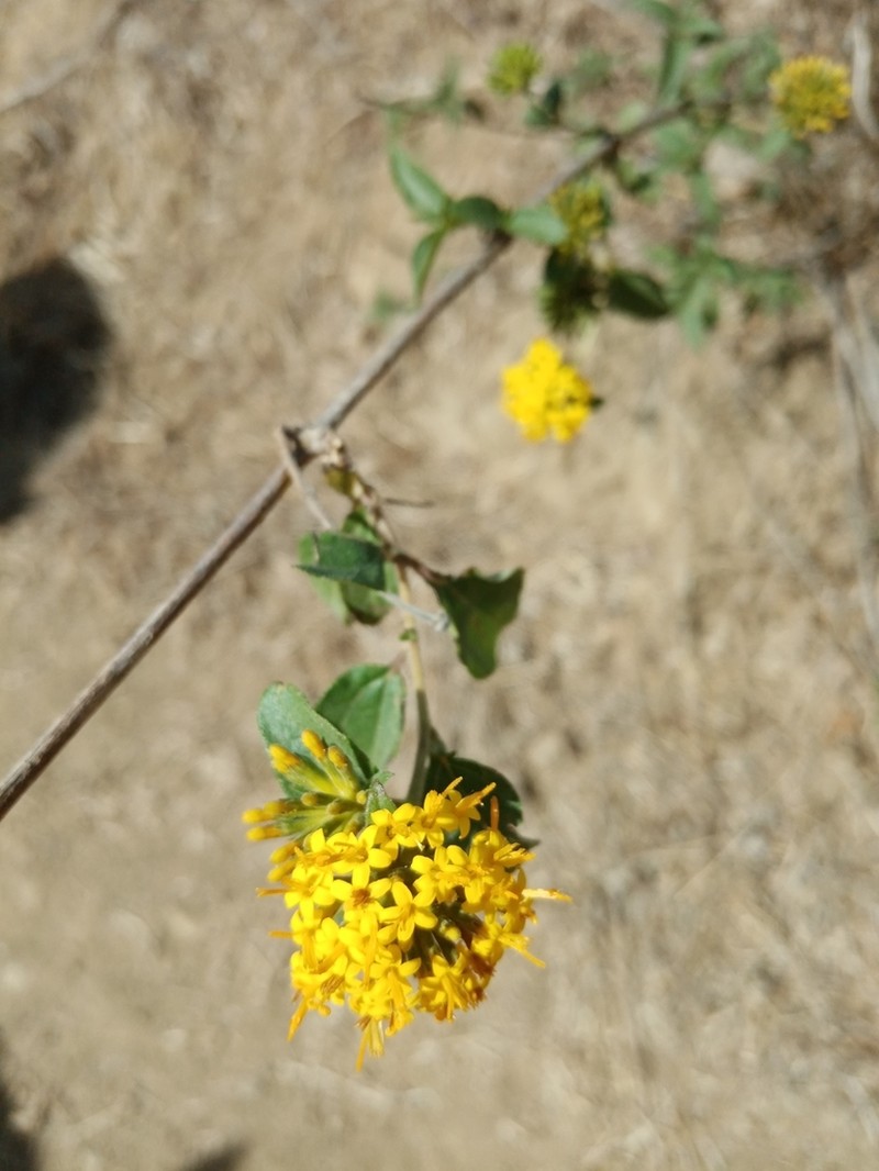 Lagascea palmeri