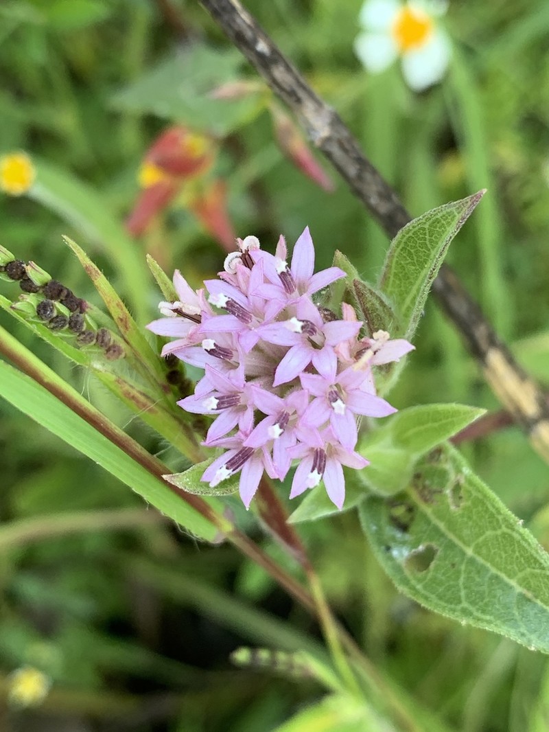 Lagascea rigida
