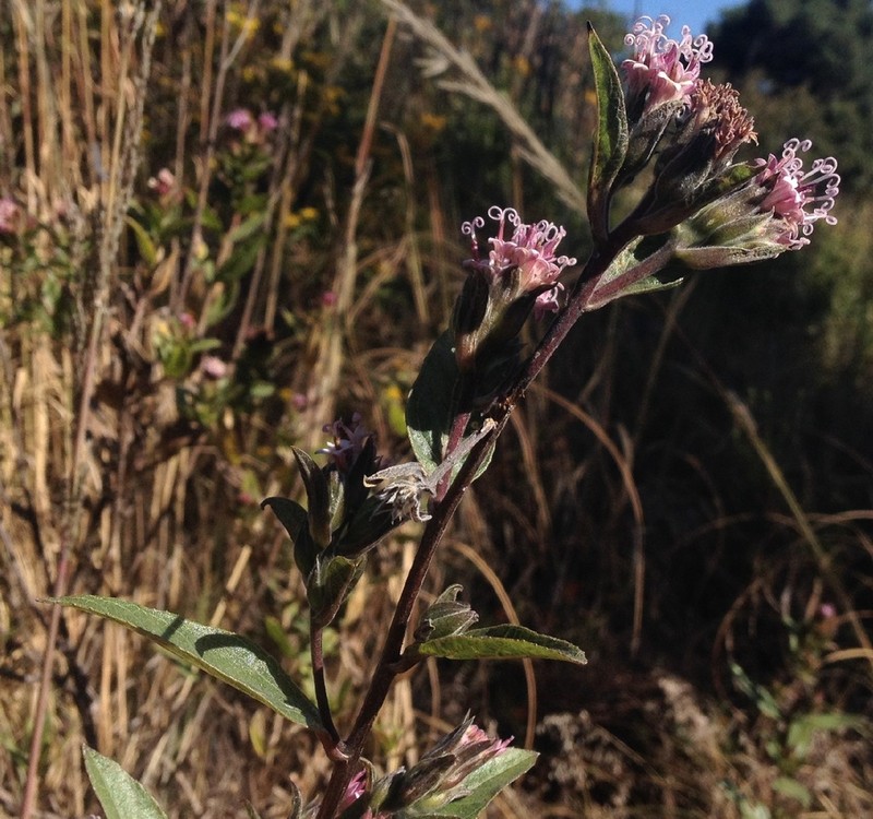 Lagascea rigida photo 2