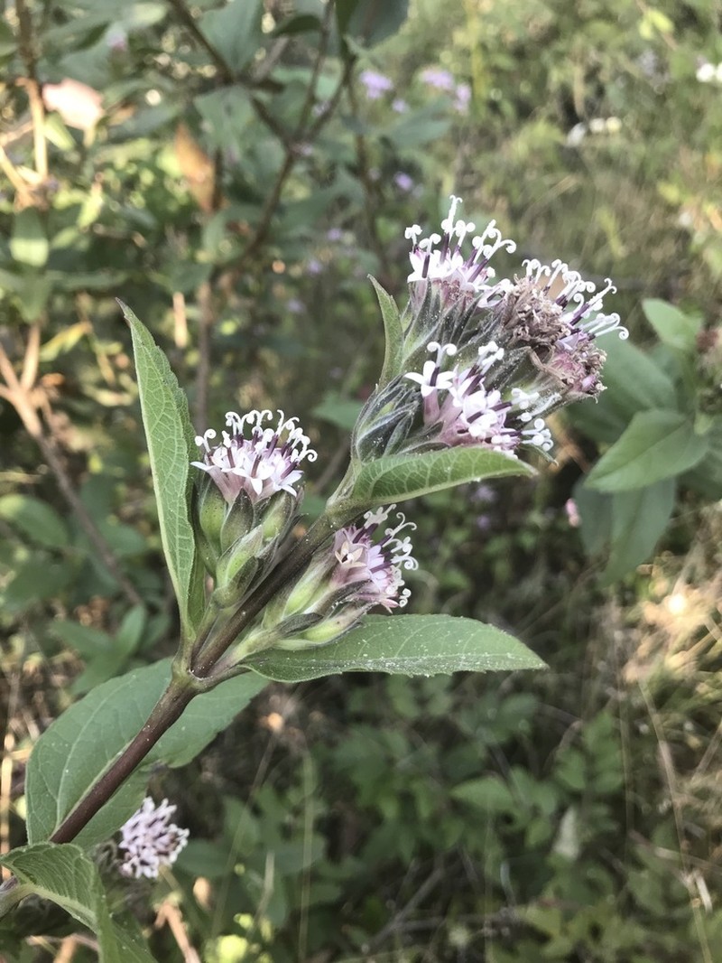 Lagascea rigida photo 3