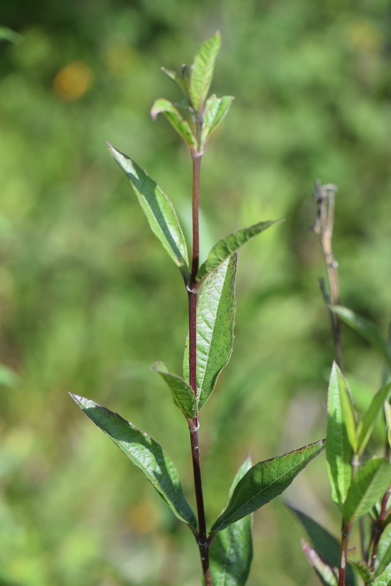 Lagascea rigida photo 4