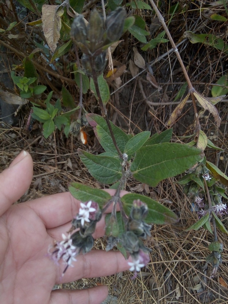 Lagascea rigida photo 5