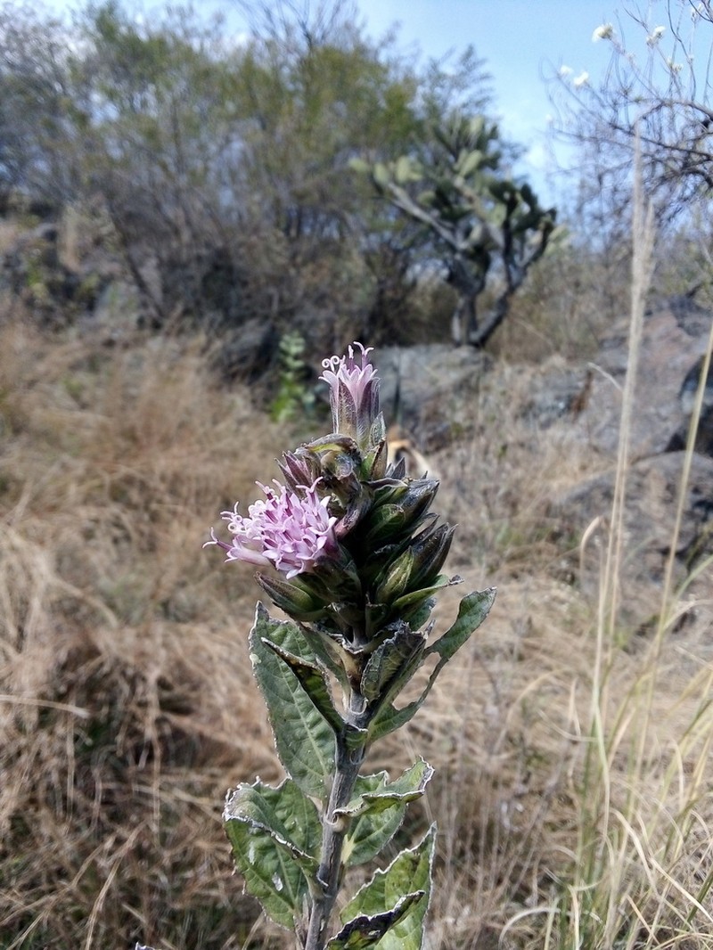 Lagascea rigida photo 6