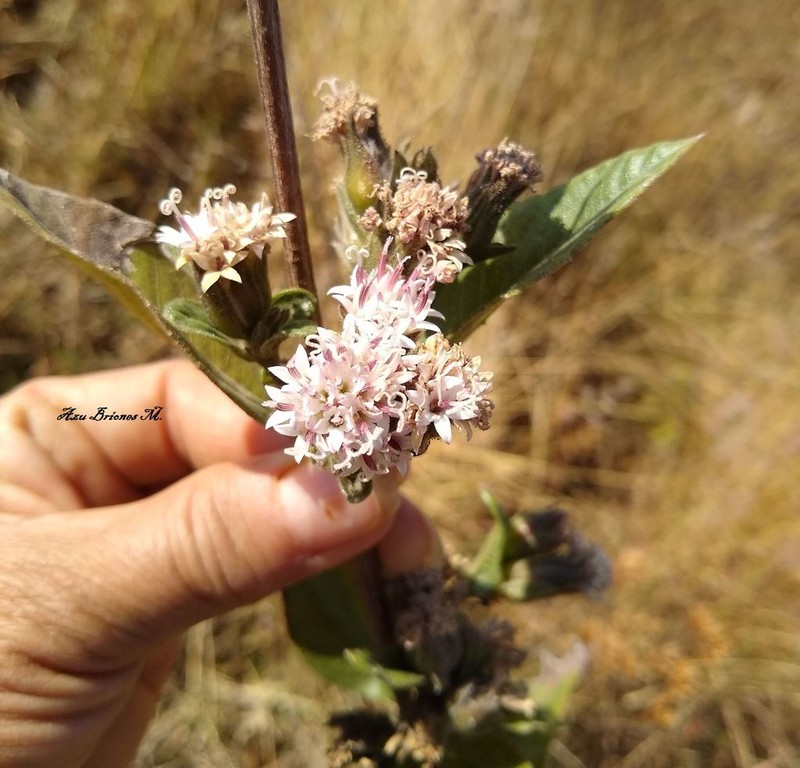 Lagascea rigida photo 7