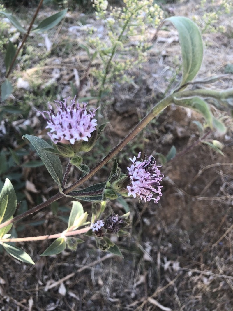 Lagascea rigida photo 8
