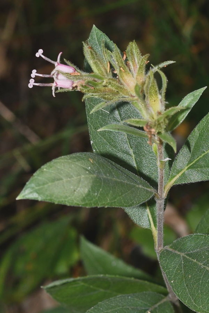Lagascea rigida var. mocinniana