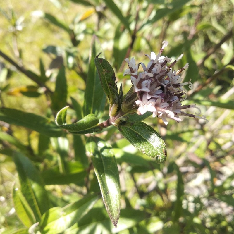 Lagascea rigida var. rigida