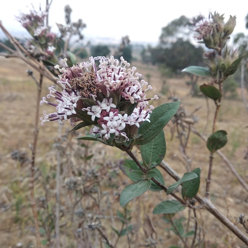 Lagascea rigida var. rigida photo 2